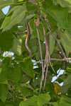 Southern catalpa